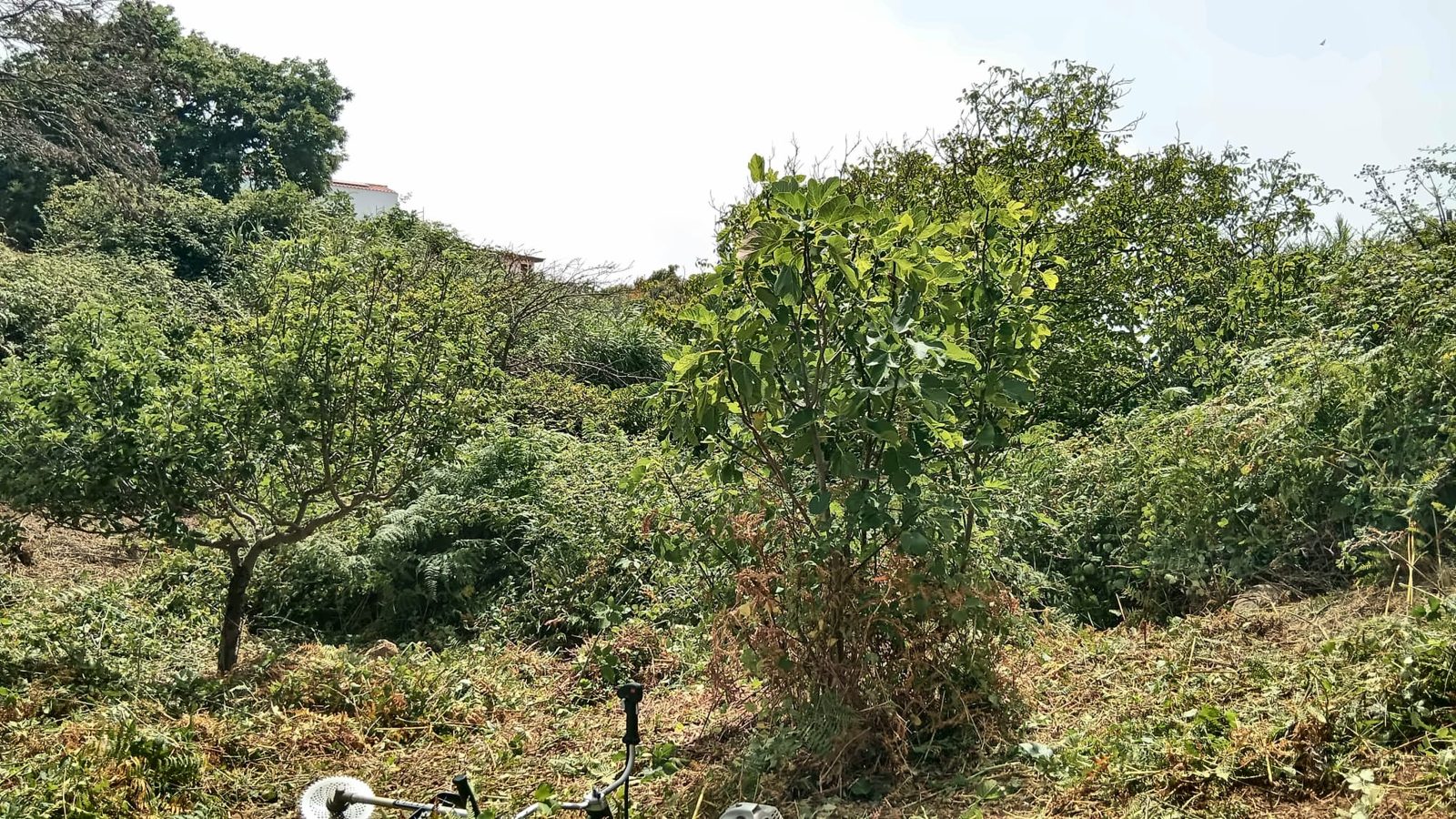 Freigeschnittenes Gelände um einen Feigenbaum und andere Obstbäume