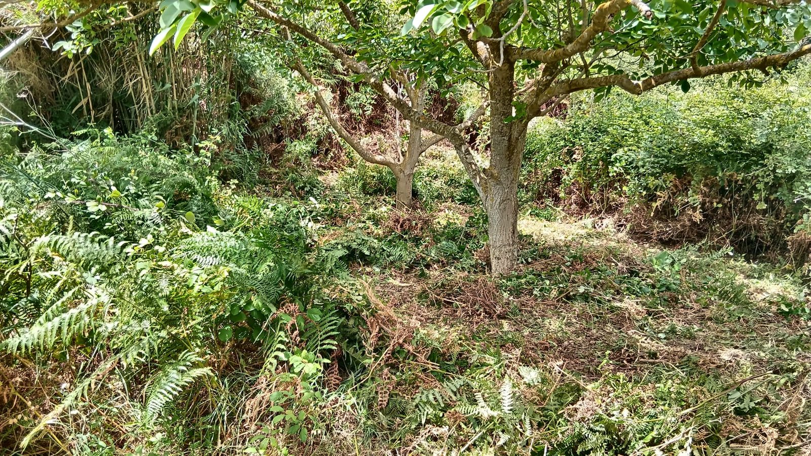 Gesäuberter Boden unter einem Obstbaum zwischen Farnen