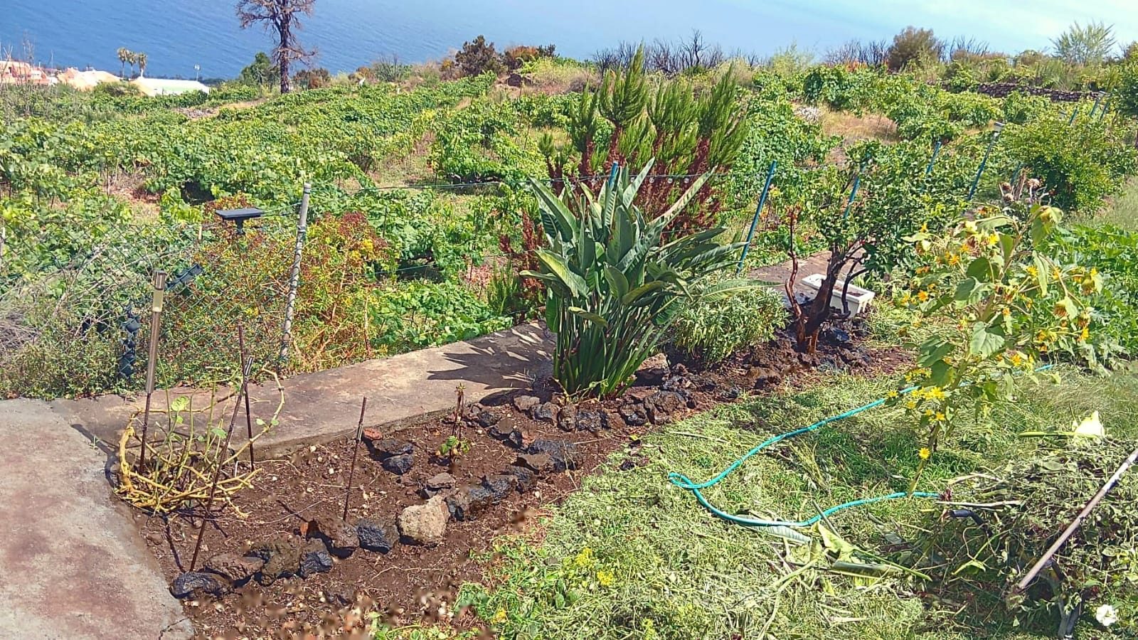 Gepflegter Garten neben Weinbergen mit Meerblick